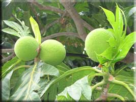 Breadfruit