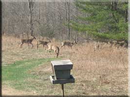 Venison on the hoof