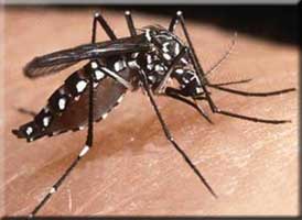 Aedes aegypti mosquito