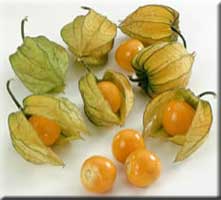 Physalis