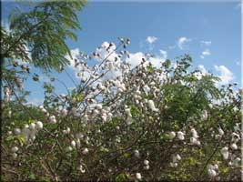 Cotton and puffy clouds