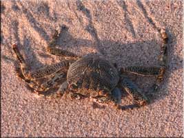 Crab