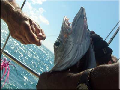 Barracuda being caught