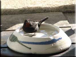 Male Lesser Antillean Bullfinch