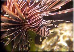 Lionfish