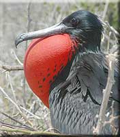 Male Frigate Bird