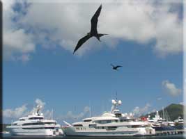 Frigate Bird