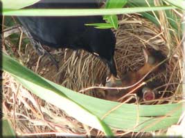 Blackbird and three fledglings