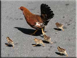 Hen and chicks