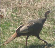 Wild Turkey