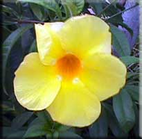 Mandevilla