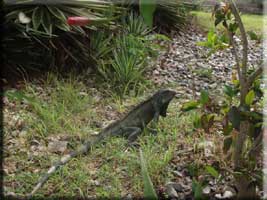 Iguana