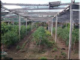 Rasta farm