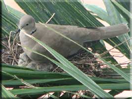 Ring-necked Dove