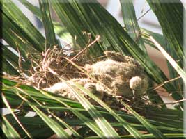 Ring-necked Dove Hatchlings