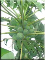 Papaya tree