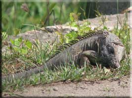 Iguana