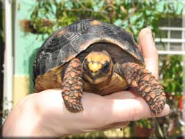 Red footed tortoise