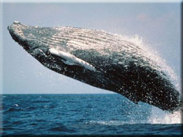 Humpback whale