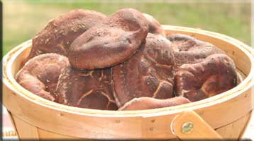 Shiitake mushrooms